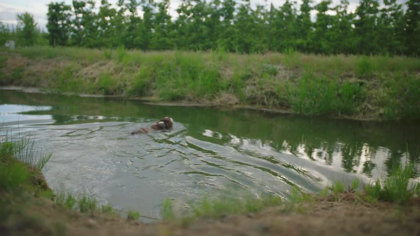 A dog runs into a body of water and swims to the other side