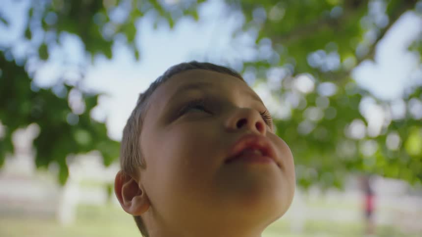 A young boy looks up in to the trees
