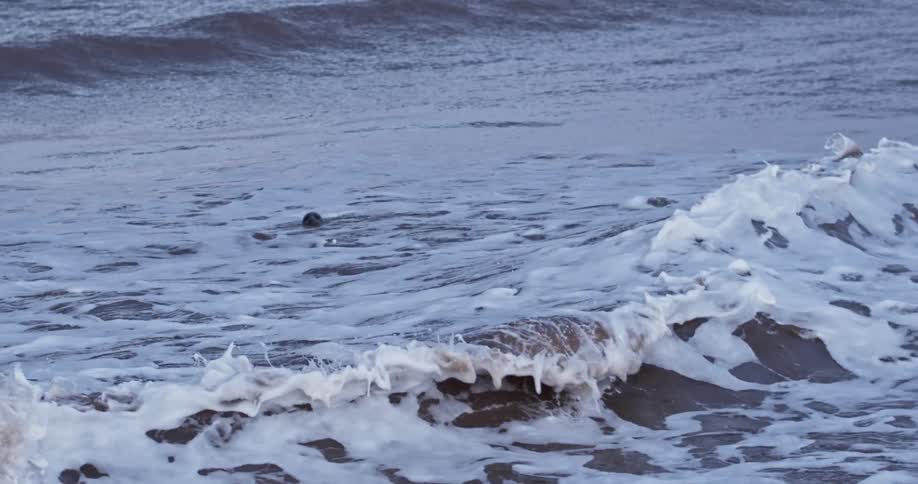 A marine animal floats in an ocean with waves
