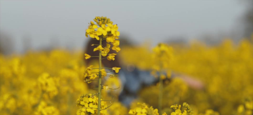 A woman walks through a field of flowers and throws her arms up in the air