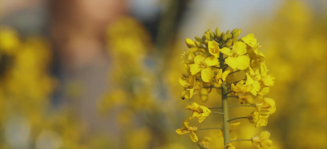 A female in a field of flowers