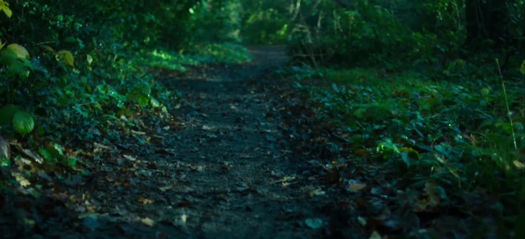A muddy path runs through a forest