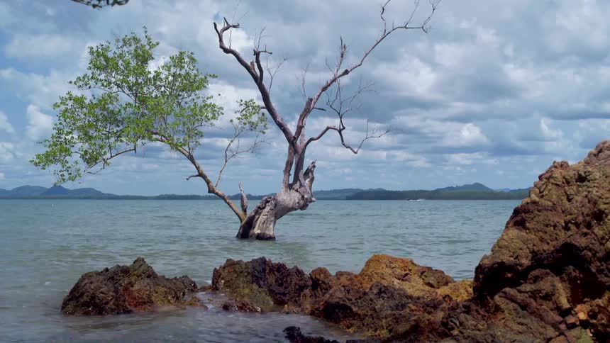 High water surrounds a tree under dark clouds