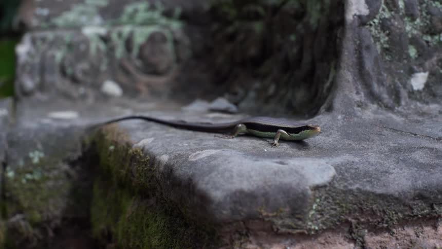 A lizard on a rock