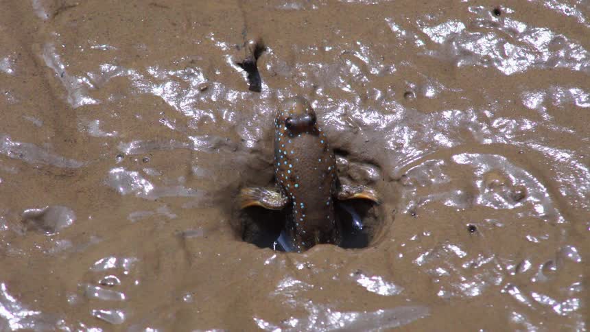 A creature in a mud hole blows a bubble