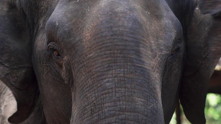 An elephant flaps his ears while staring straight ahead