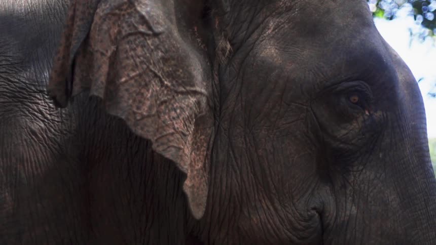 The elephant sits outside