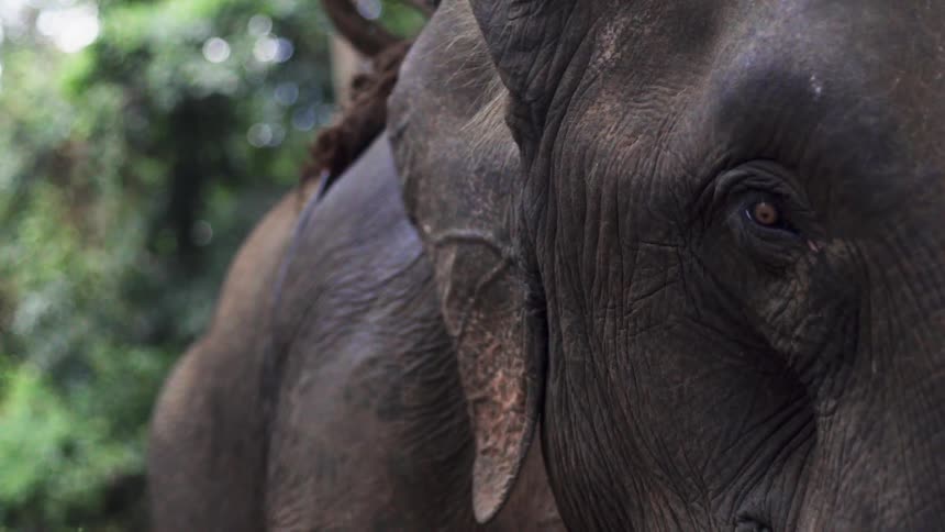 An elephant flaps his ear while being outdoors