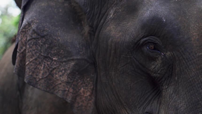 An elephants ears and eyes seen up close