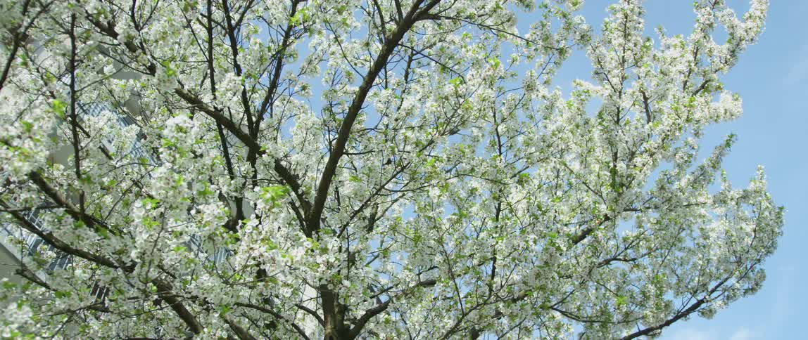 A tree outdoors blooms with hundreds of flowers on its branches