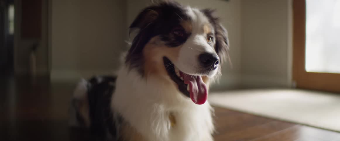 Dog licks his snout then lets its tongue hang from his mouth