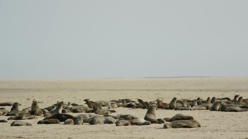 Animals move around on the beach while others nap