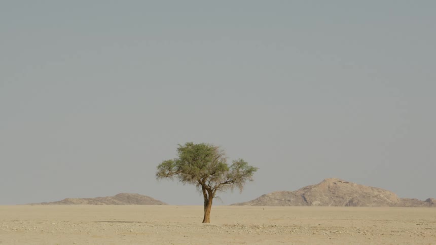 A single tree with full green leaves stands in the desert