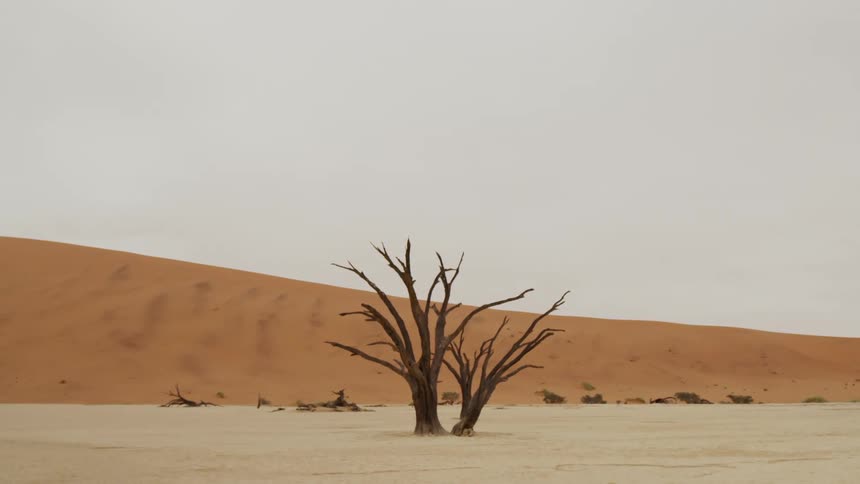 A dead tree stands in the desert