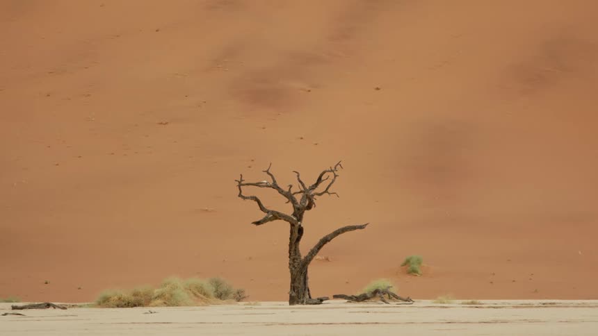 A dead tree and a few green bushes out in the desert