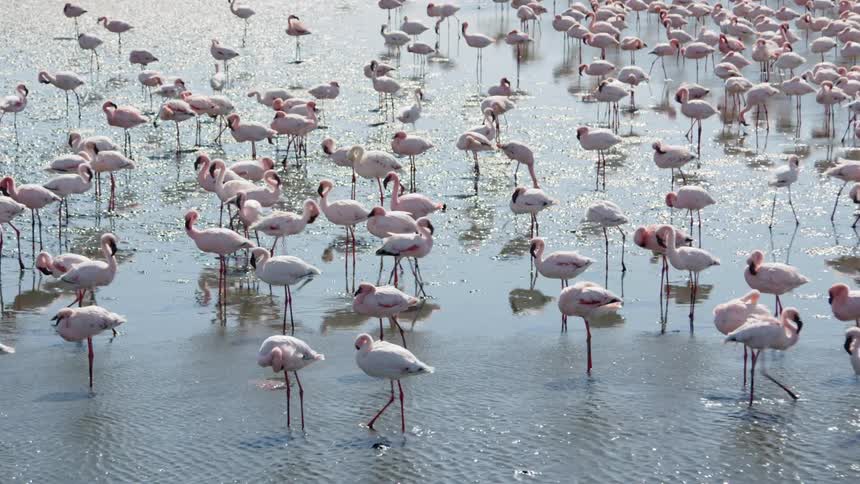 A flock of pink flamingos walk in the swamp