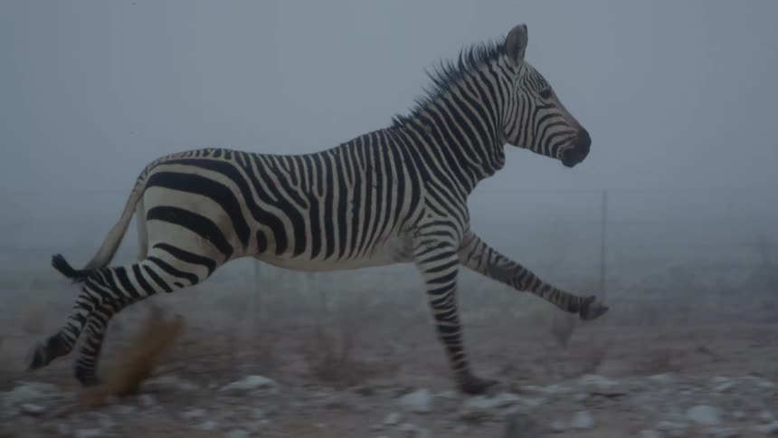 Zebra galloping throughrough terrain in the fog