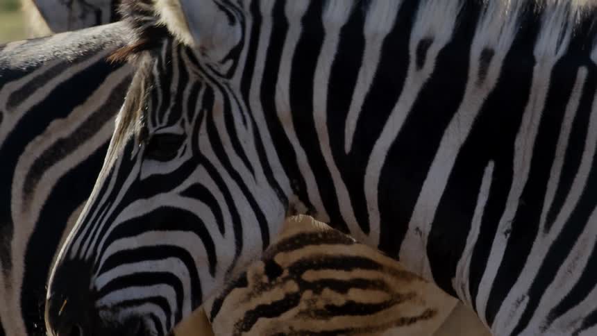 Several zebras walk across a grassy plain