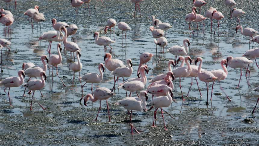 A flock of pink flamingos roam in the swamp