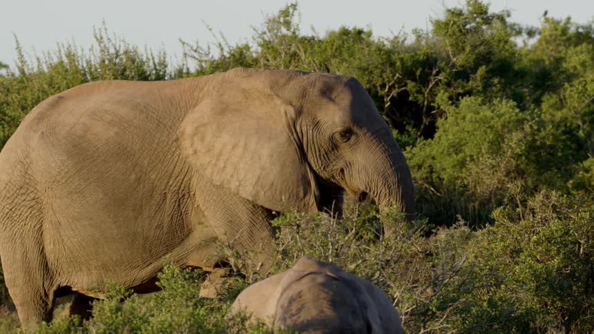 An elephant is walking in its natural habitat