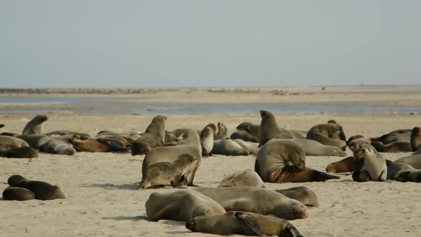 A sea lion pup walks with its mother towards sunbathing sea lions