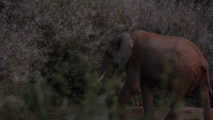 An elephant is in its natural habitat