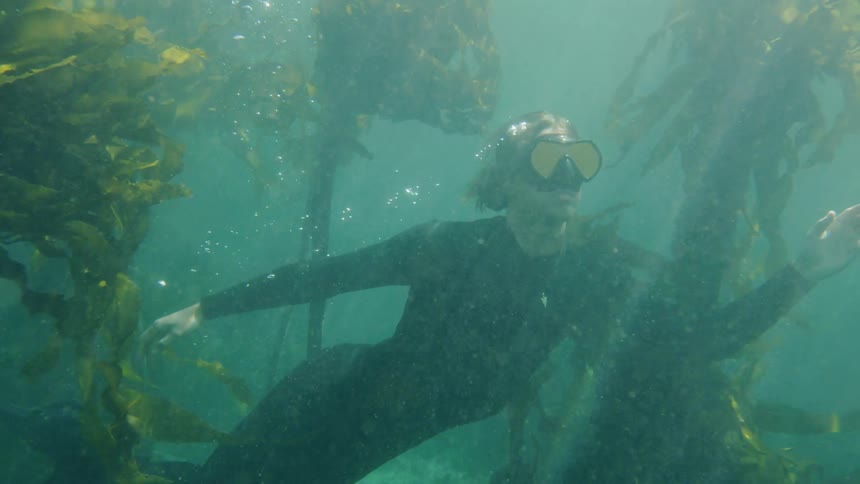 A scuba diver swims underwater near tall seaweed