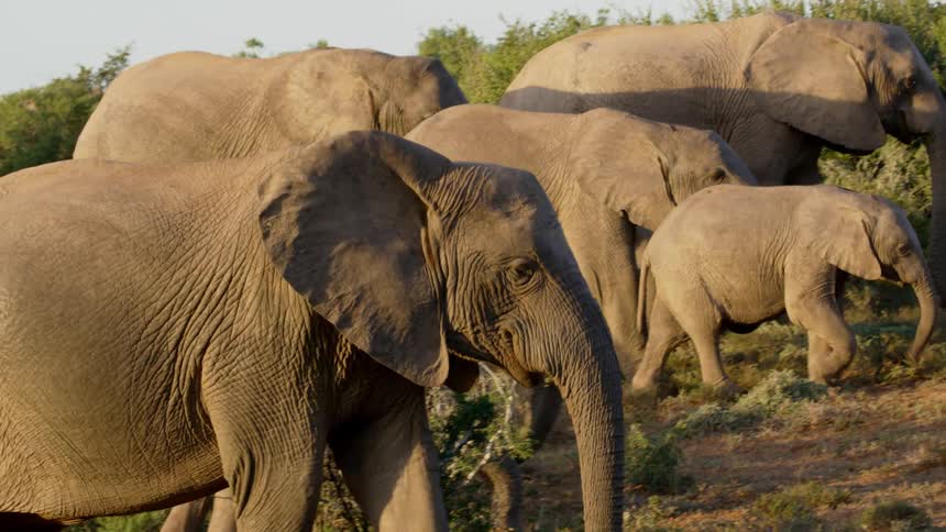 A herd of elephants both big and small graze in a field filled with bushes and trees