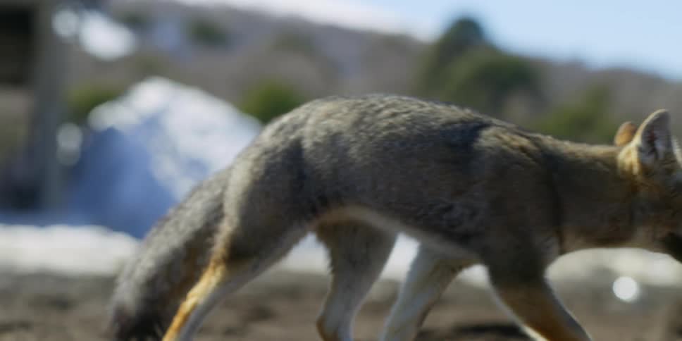 A fox trots off in the wilderness
