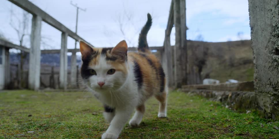 A kitten walking up to camera outdoors