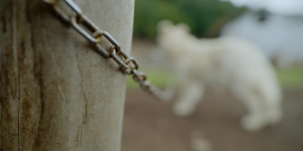 A dog is chained to a wooden post