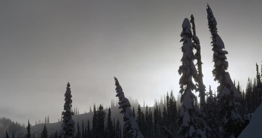 Snowy pine trees backlit by the sun