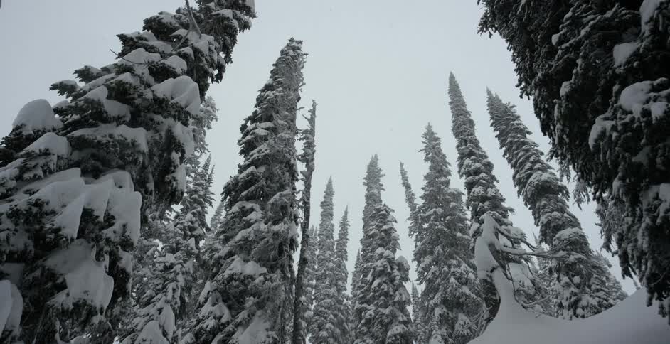 The forest is covered with snow