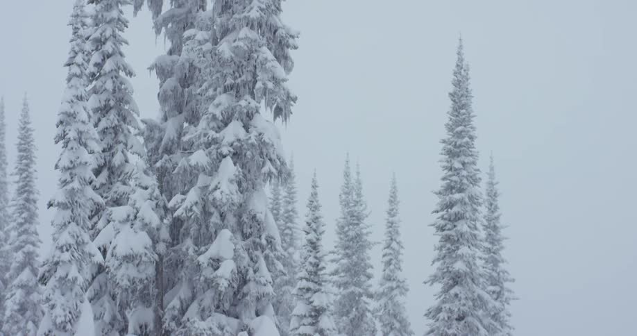 The snow is falling on the pine forest