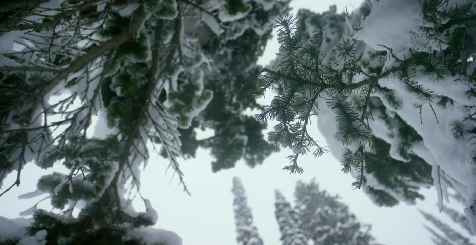Snow on branches and needles of a pine tree