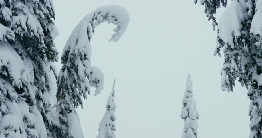 Snow sits heavy on pine trees