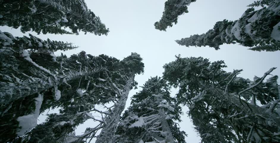 Towering snow covered pine trees