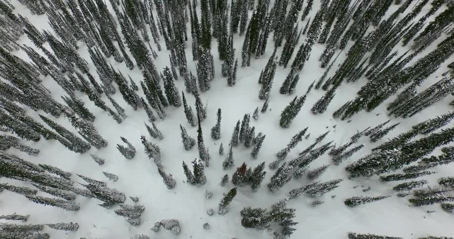 Aerial overhead of snowy trees in a forest