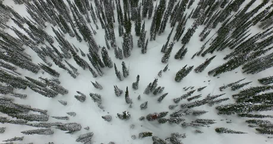 A snow covered forest from above