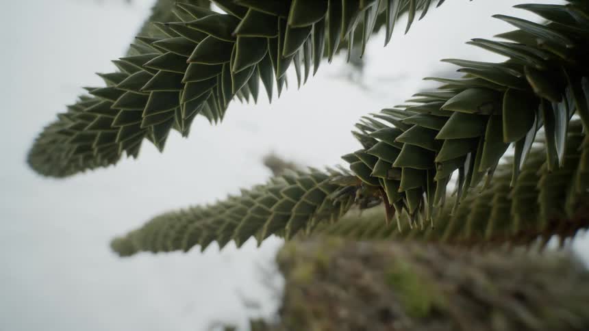 A monkey puzzle tree with spiny branches