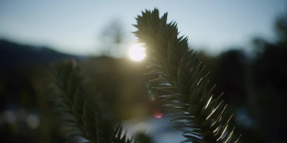 The setting sun is revealed behind a tree branch