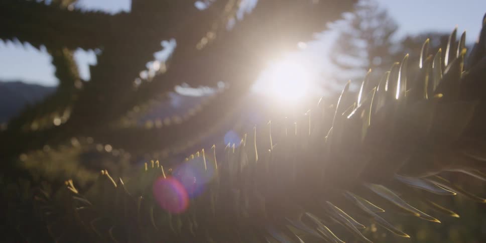 The sun is revealed through the tree branches