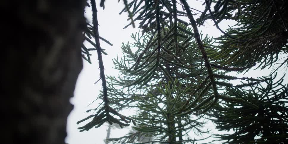 Light snow falls in pine forest