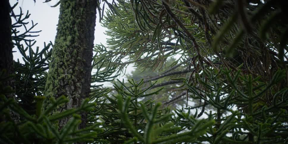 A monkey puzzle tree forest