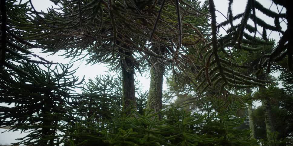 Monkey puzzle trees grow in a  forest