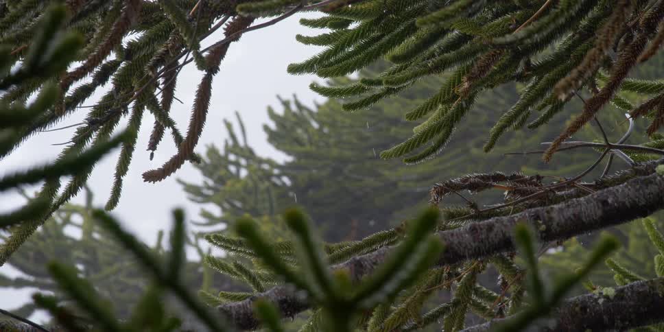 Rain falls around tree branches in a forest