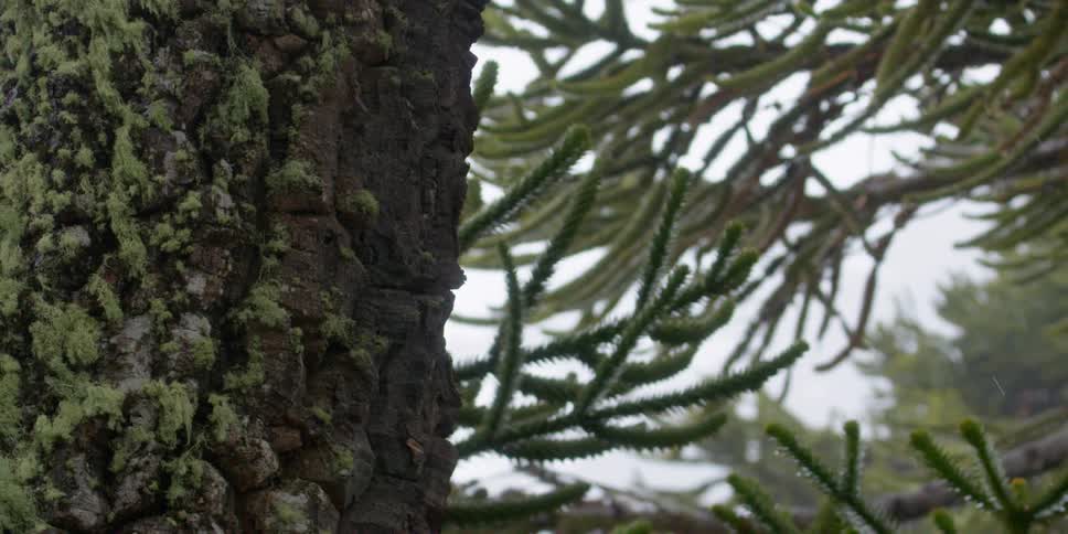 Snow falls and starts to gather on tree trunks and evergreen branches