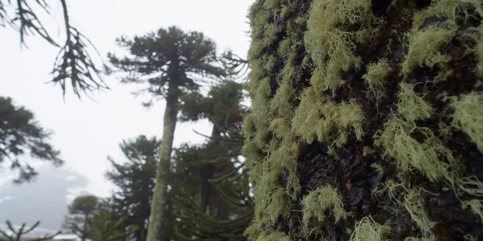 A forest with mossy trees in the rain