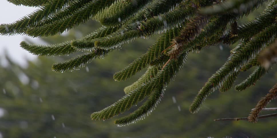 Pine trees with rain falling on it