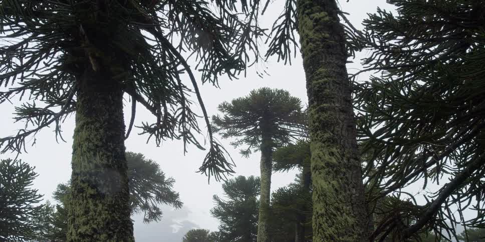 Pine trees in the mist